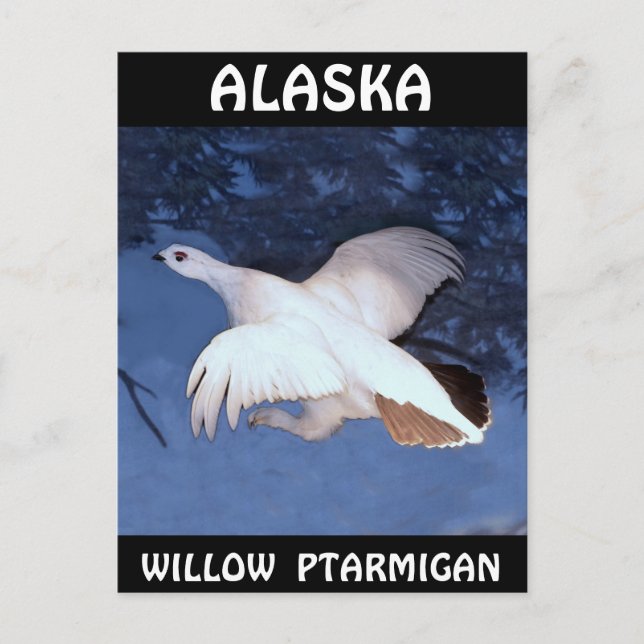 Cartão Postal Alaska Willow Ptarmigan (Frente)