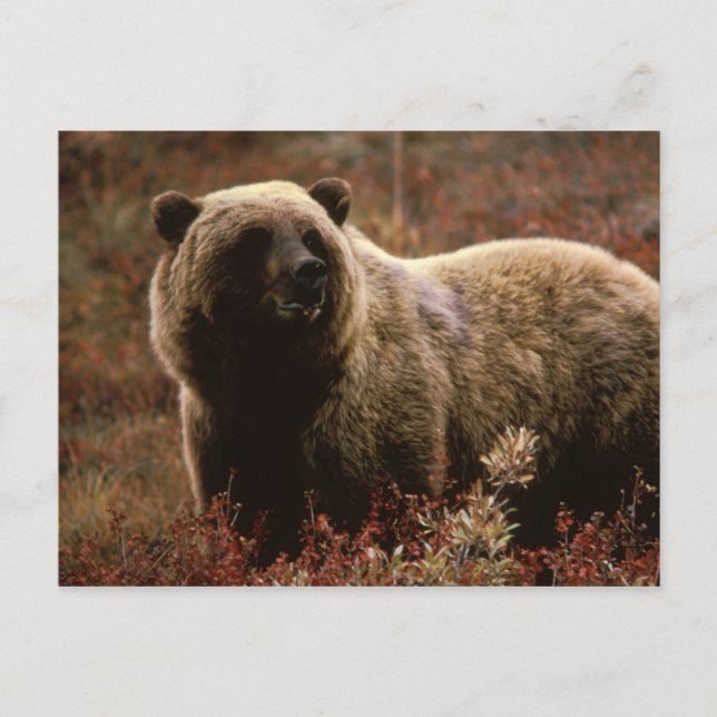 Cartão Postal Alaskan Brown Bear (Frente)