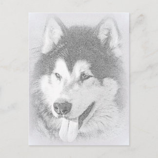 Cartão Postal Alaskan Malamute