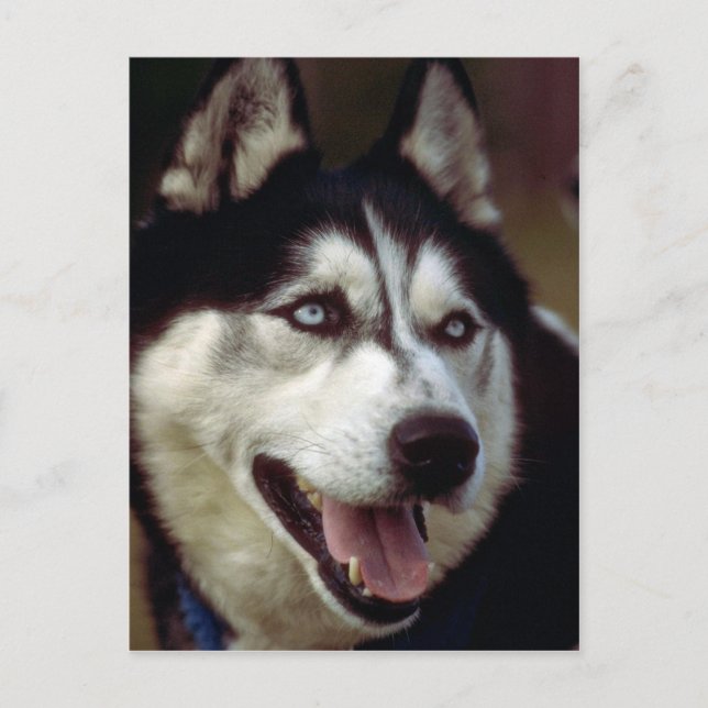 Cartão Postal Alaskan Malamute (Frente)