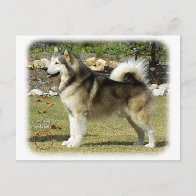 Cartão Postal Alaskan Malamute 9R034D-463 (Frente)