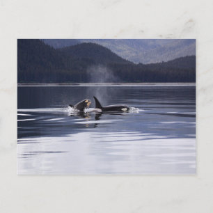 Cartão Postal Alaskan Orcas Nadando Baleias Assassinas Alasca