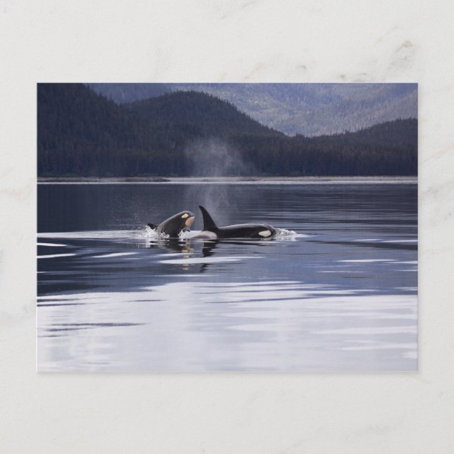 Cartão Postal Alaskan Orcas Nadando Baleias Assassinas Alasca (Frente)