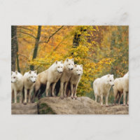 Alaskan White Wolves in the forest
