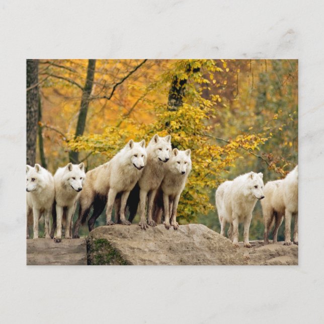 Cartão Postal Alaskan White Wolves in the forest (Frente)