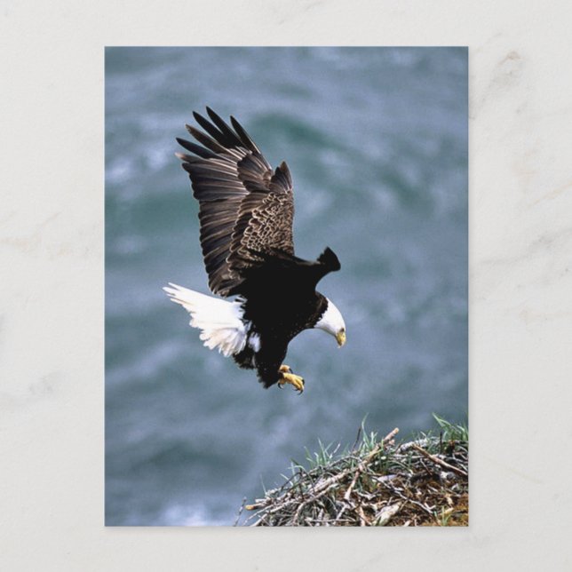 Cartão Postal Alaskan Wildlife (Frente)