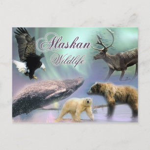 Cartão Postal Alaskan Wildlife