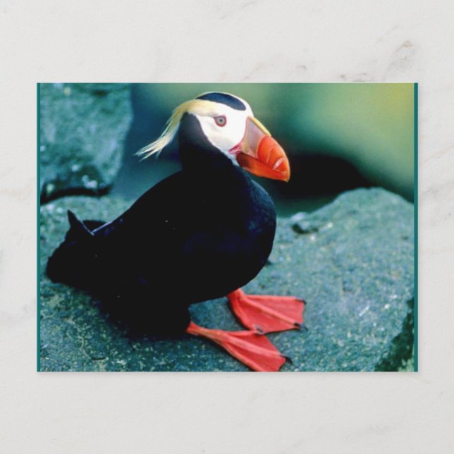 Cartão Postal Alaskan Wildlife (Frente)