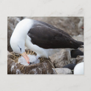 Cartão Postal Albatroz com um pintinho