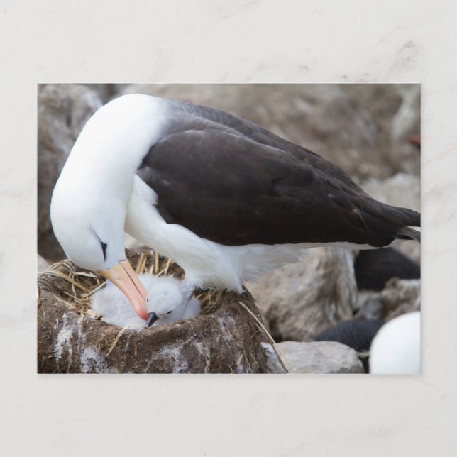 Cartão Postal Albatroz com um pintinho (Frente)