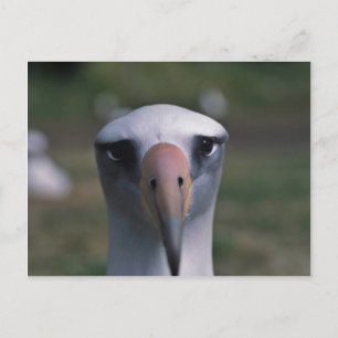 Cartão Postal Albatroz de Laysan