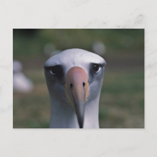 Cartão Postal Albatroz de Laysan (Frente)