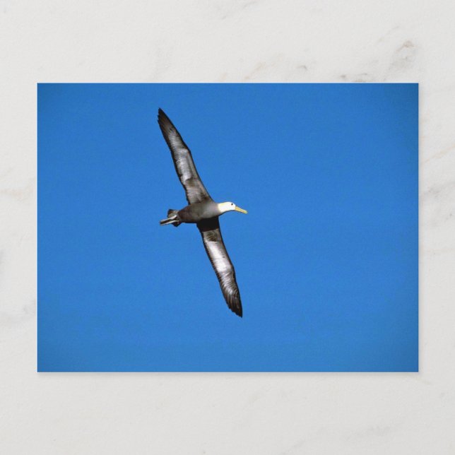 Cartão Postal Albatroz Onda Em Voo (Frente)