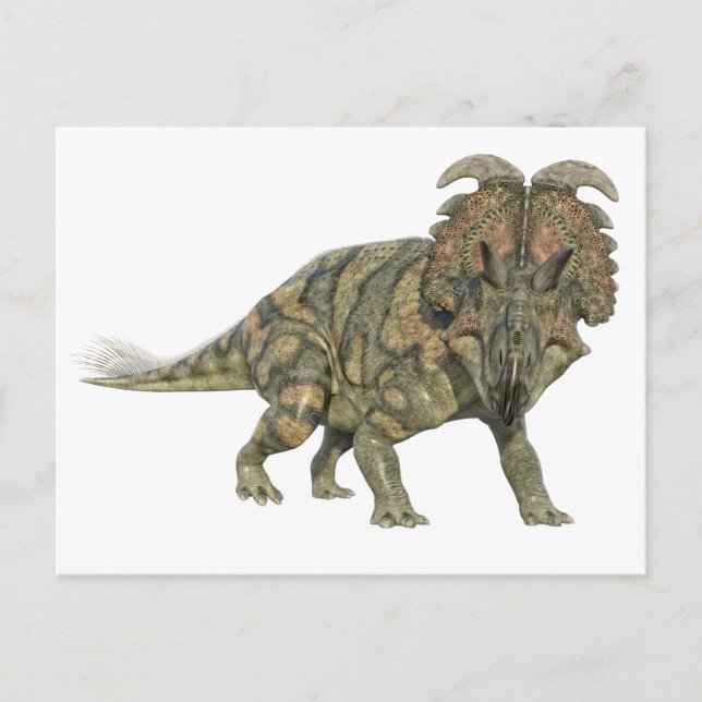 Cartão Postal Albertaceratops Dinossauro Olhando para a Frente (Frente)