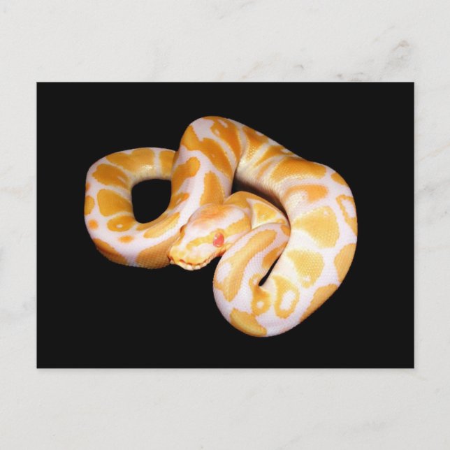 Cartão Postal Albino Ball Python (Frente)