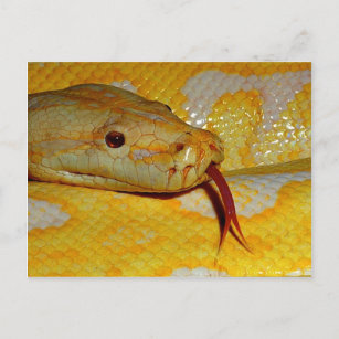 Cartão Postal Albino Burmese Closeup