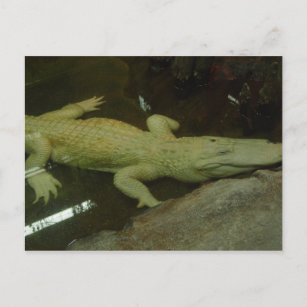 Cartão Postal Albino Croc