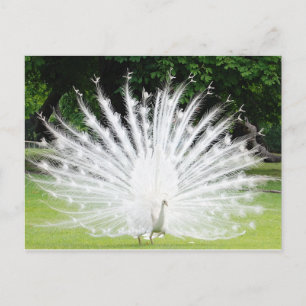 Cartão Postal Albino-Peacock