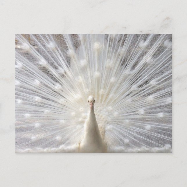 Cartão Postal Albino Peacock design (Frente)