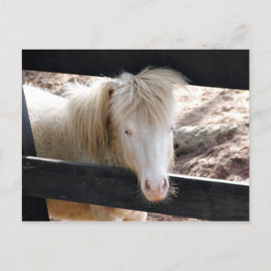 Cartão Postal Albino Pony