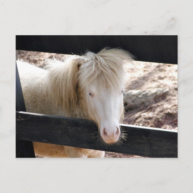 Cartão Postal Albino Pony (Frente)