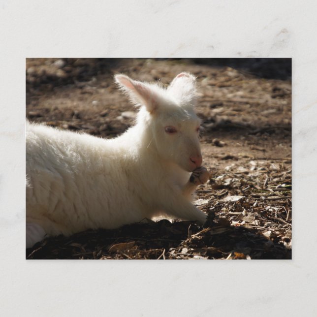 Cartão Postal Albino Wallaby (Frente)
