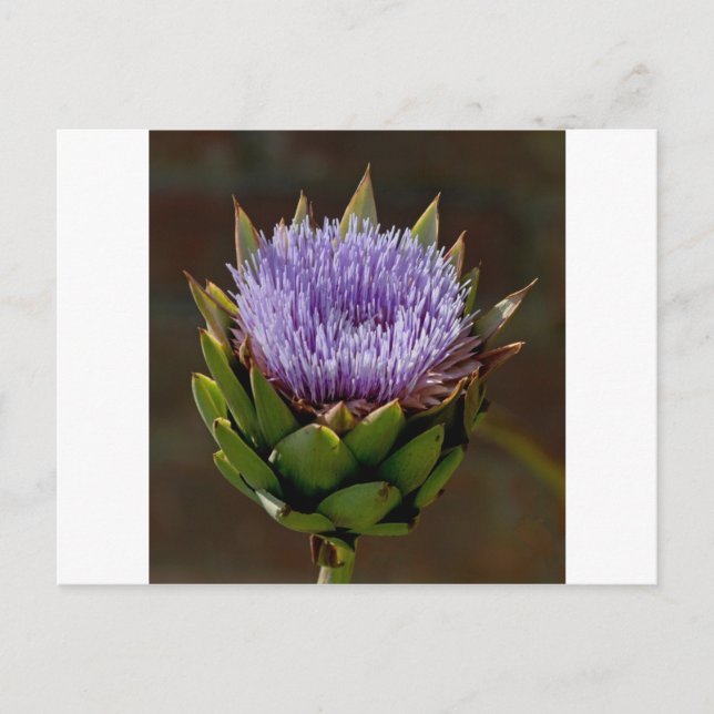 Cartão Postal Alcachofra, Cynara Cardunculus, em flor. (Frente)