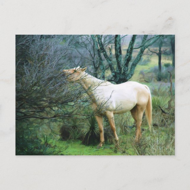 Cartão Postal Alcance alto para janto (Frente)