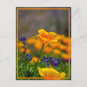 Cartão Postal Alcance para a estrela