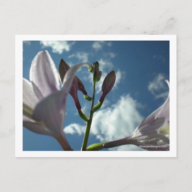 Cartão Postal "Alcance para o céu" (Frente)