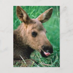 Cartão Postal alce, Alces alces, bezerro deitado na grama, Kenai