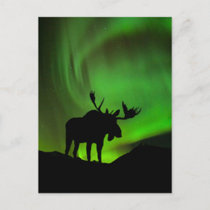 Cartão Postal Alce com Aurora Verde Borealis, Alasca