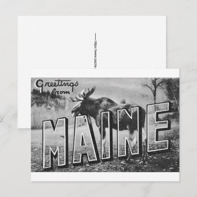 Cartão Postal Alce do Maine  (Frente/Verso)