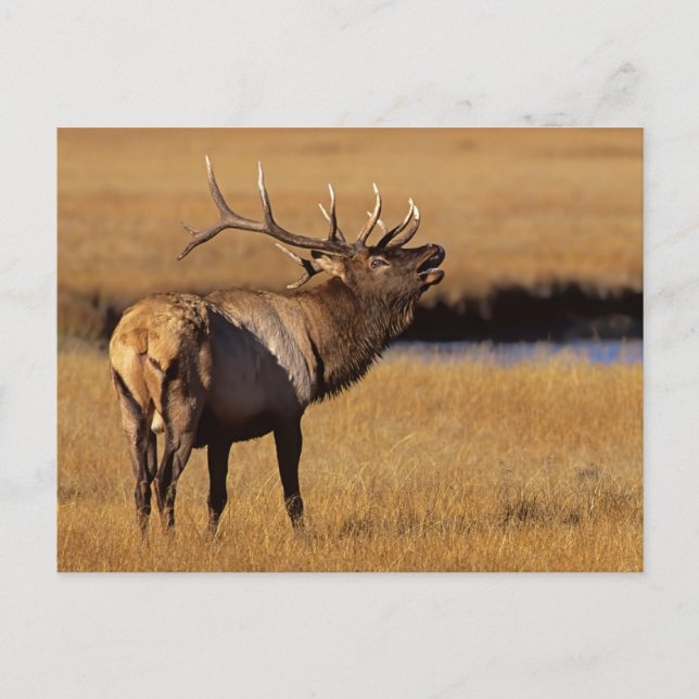 Cartão Postal Alce Eull Roosevelt Wyoming (Frente)