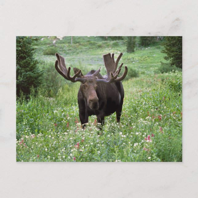 Cartão Postal Alce macho Alces alces) em flores silvestres, (Frente)