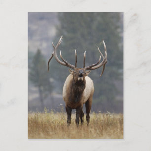 Cartão Postal Alce macho bugling, Parque Nacional de Yellowstone