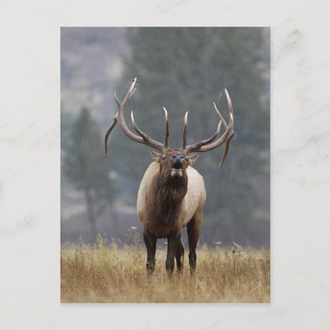 Cartão Postal Alce macho bugling, Parque Nacional de Yellowstone (Frente)