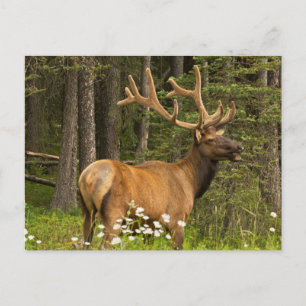 Cartão Postal Alce macho em veludo, Canadá