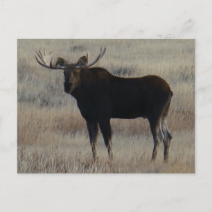 Cartão Postal alce macho M4