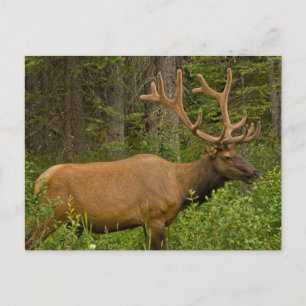 Cartão Postal Alce macho Parque Nacional Banff, Alberta, Canad
