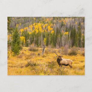 Cartão Postal Alce macho Parque Nacional das Montanhas Rochosa