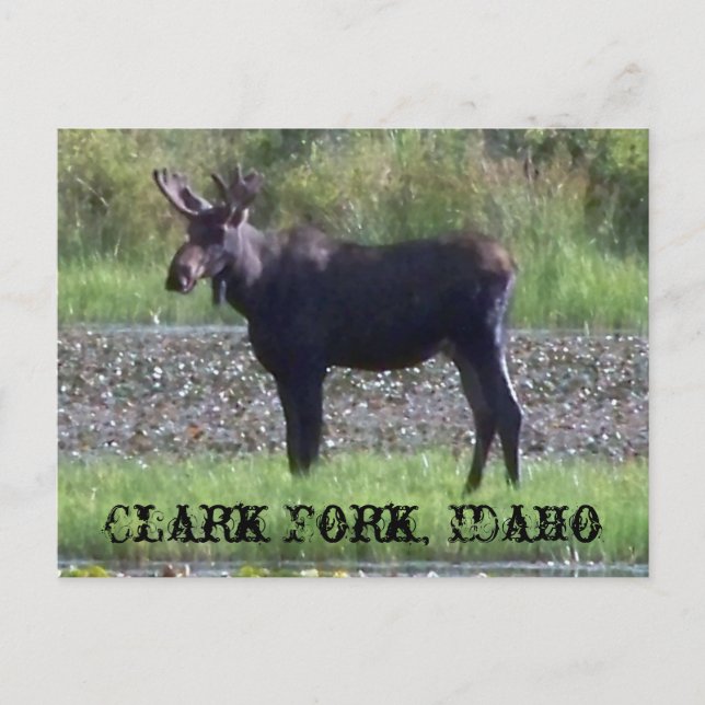 CARTÃO POSTAL ~ "Alce no Prado" - Clark Fork, ID (Frente)