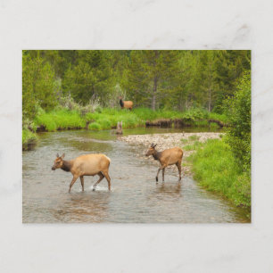 Cartão Postal Alces cruzando o rio Colorado