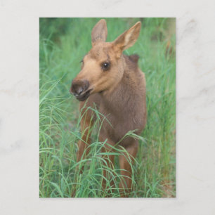 Cartão Postal alces de alces, estantes de vitelos recém-nascidos
