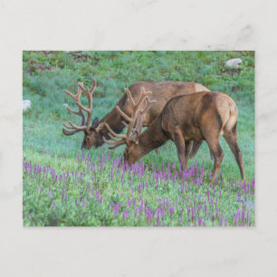 Cartão Postal Alces machos Parque Nacional das Montanhas Rochosa