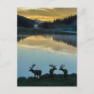 Cartão Postal Alces Machos Silhuetados Poudre Lake Nascer do Sol