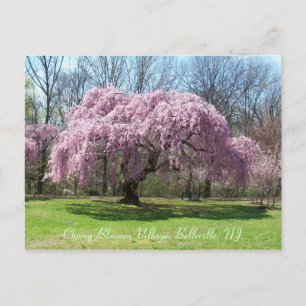 Cartão Postal Aldeia Cherry Blossom 03