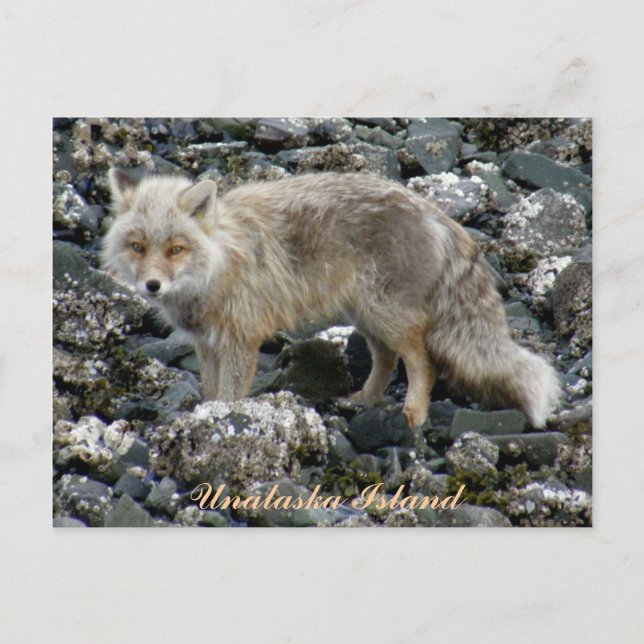 Cartão Postal Aleutian Fox, Ilha de Unalaska (Frente)