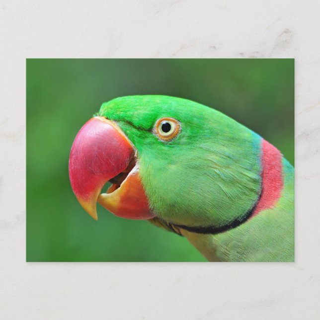 Cartão Postal Alexandrine Parakeet (Frente)