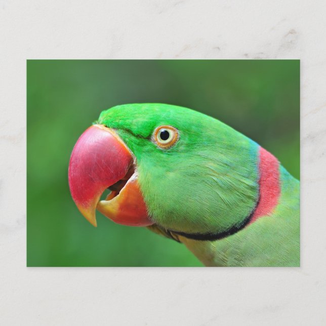 Cartão Postal Alexandrine Parakeet (Frente)